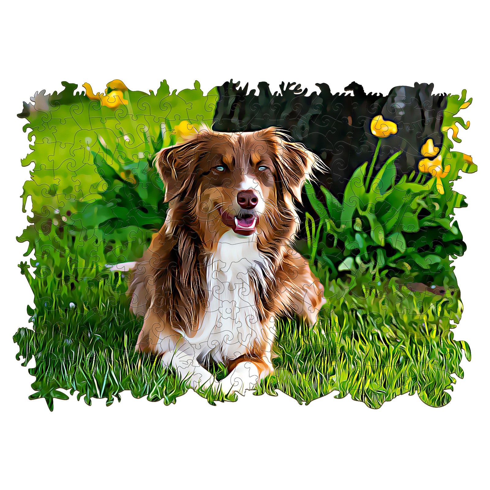 Australian Shepherd