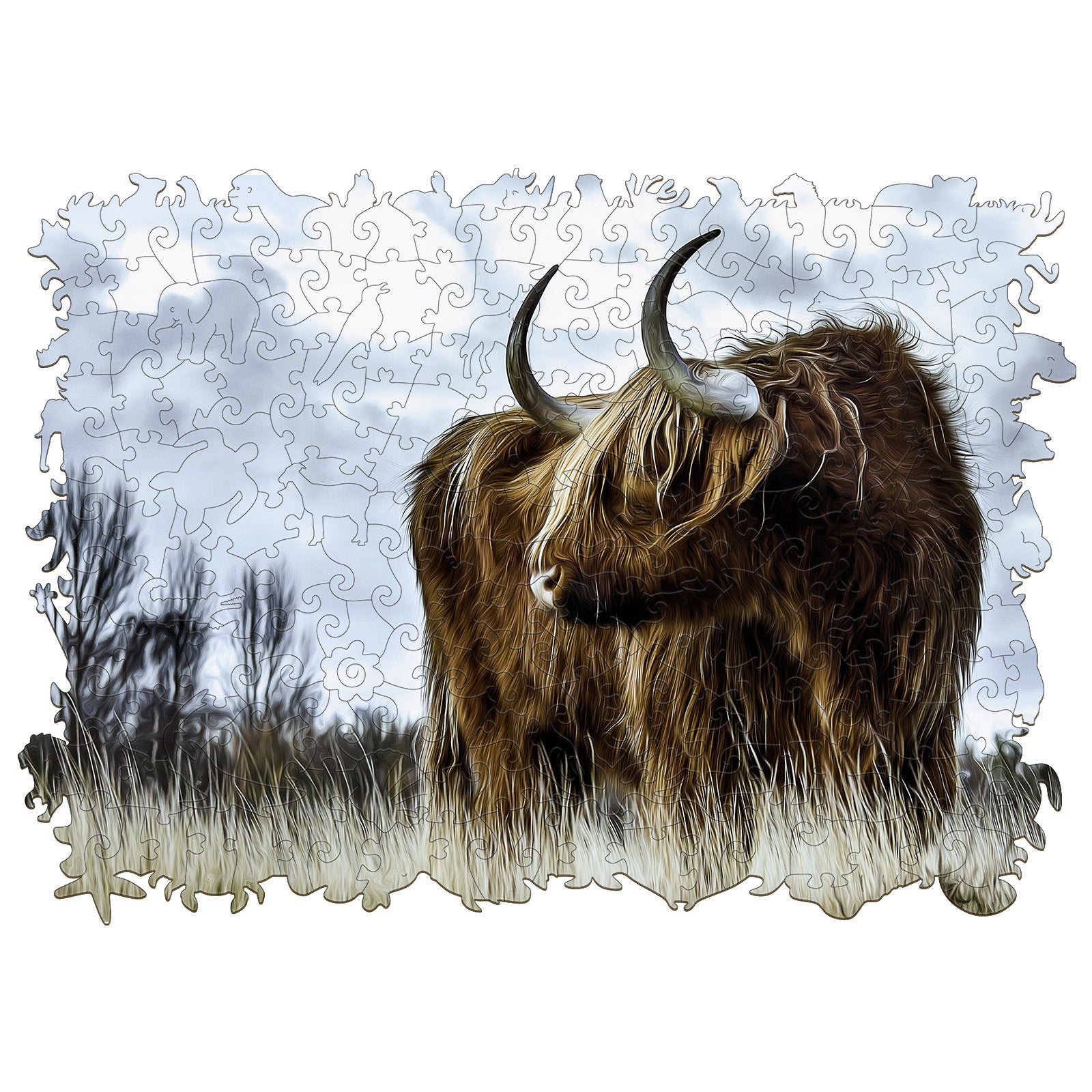 Highland Cow