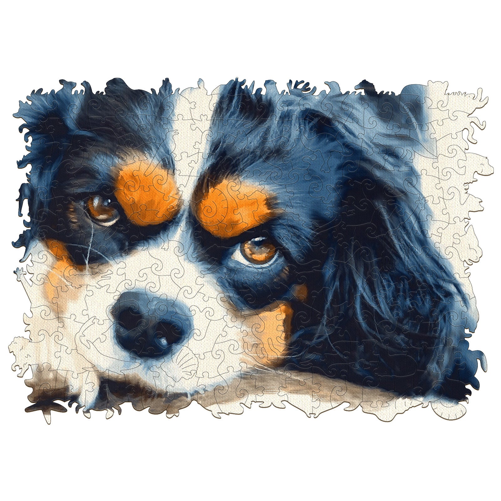 Cavalier King Charles Spaniel