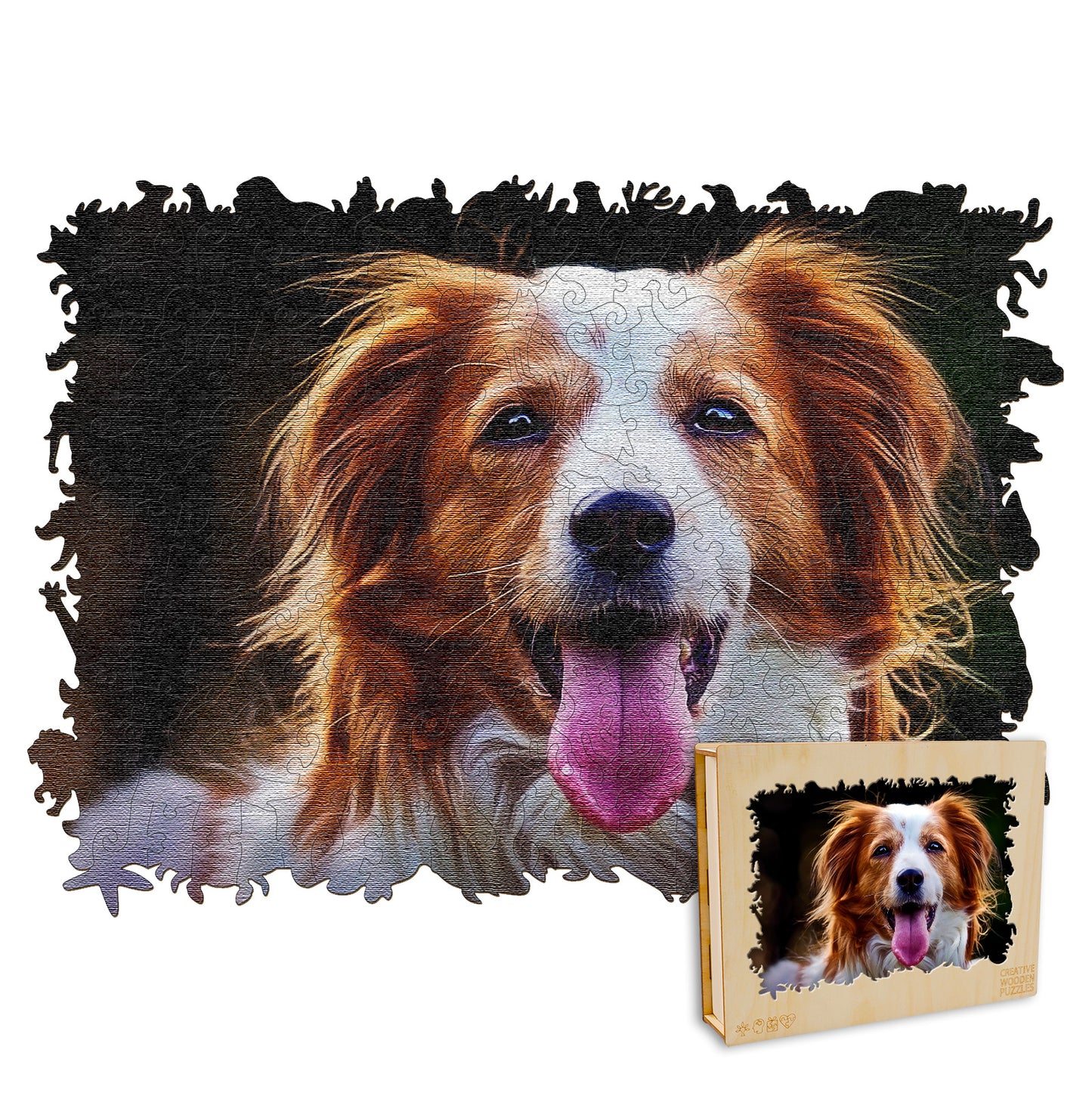 Kooikerhondje