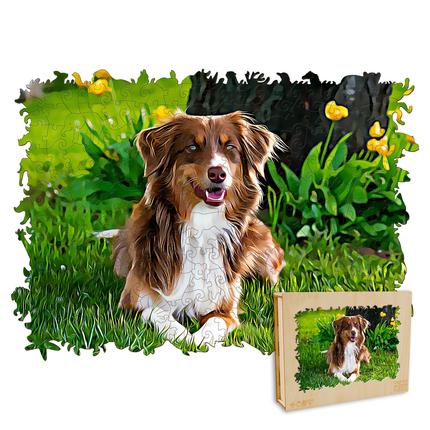Australian Shepherd