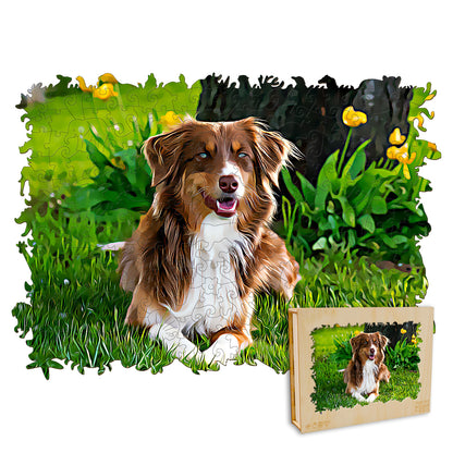 Australian Shepherd