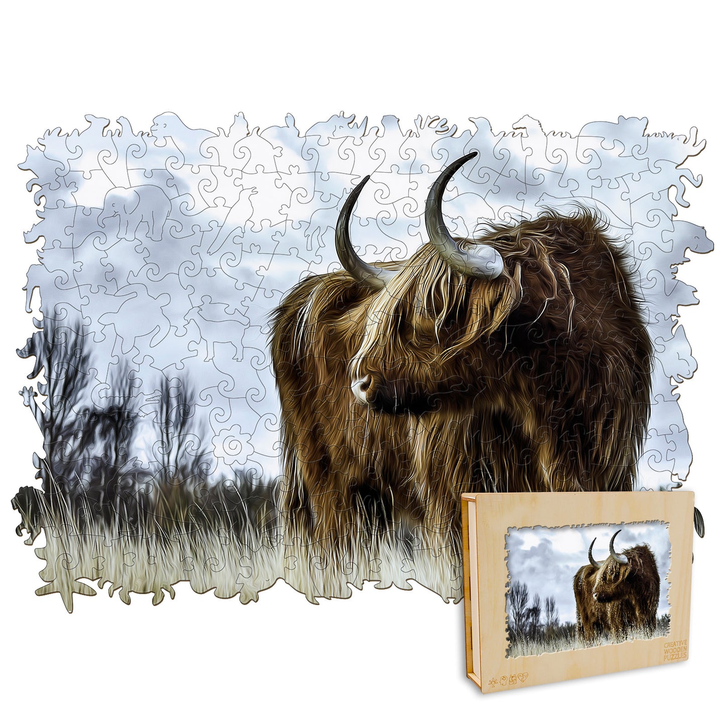 Highland Cow