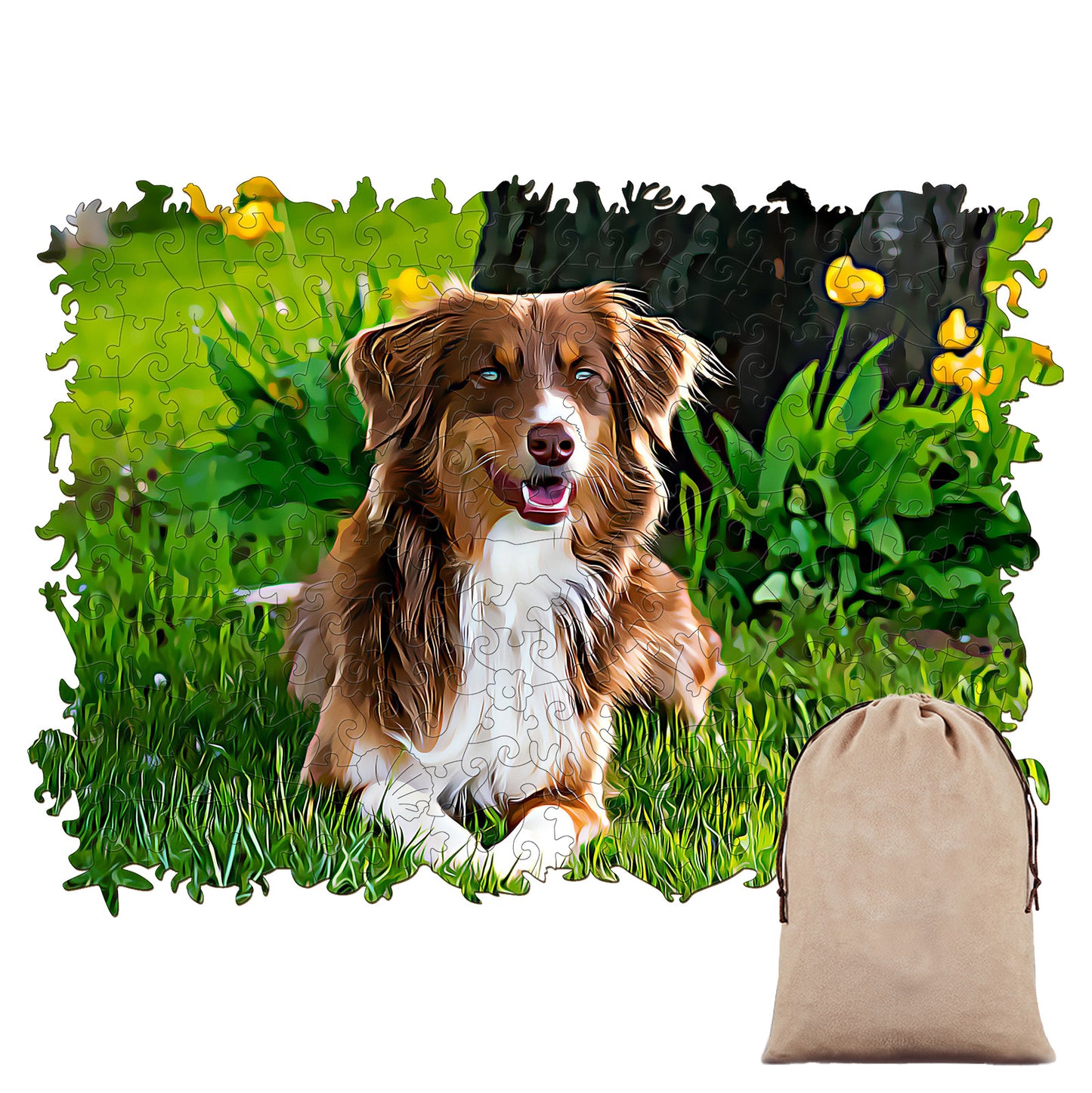 Australian Shepherd